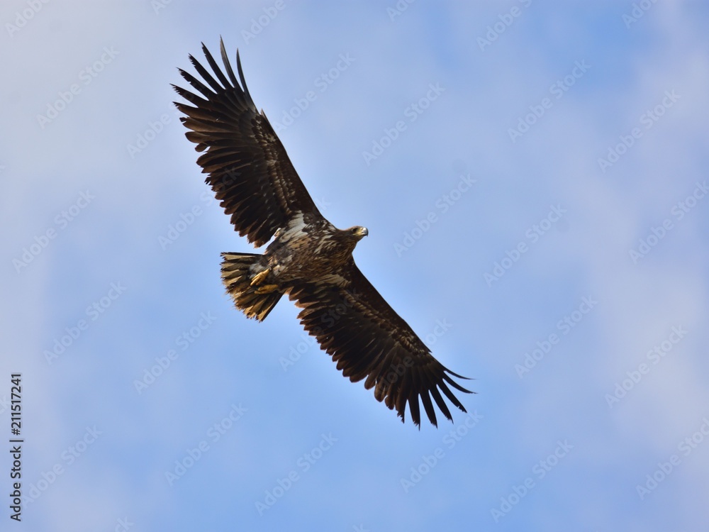 Flying white-tailed eagle (Haliaeetus albicilla) Flying white-tailed eagle (Haliaeetus albicilla)