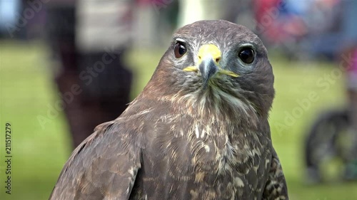 Cinemagraph of a Peregrine Falcon (Falco peregrinus) photo