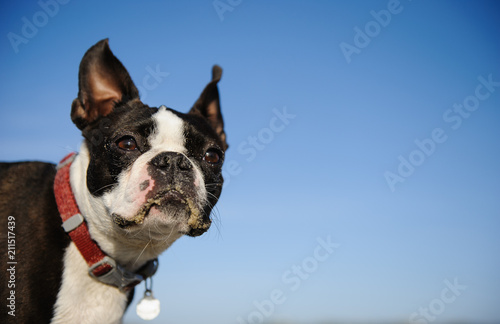 Fototapeta Naklejka Na Ścianę i Meble -  Boston Terrier dog outdoor portrait wearing red collar against blue sky