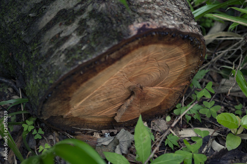 Tronc d'arbre