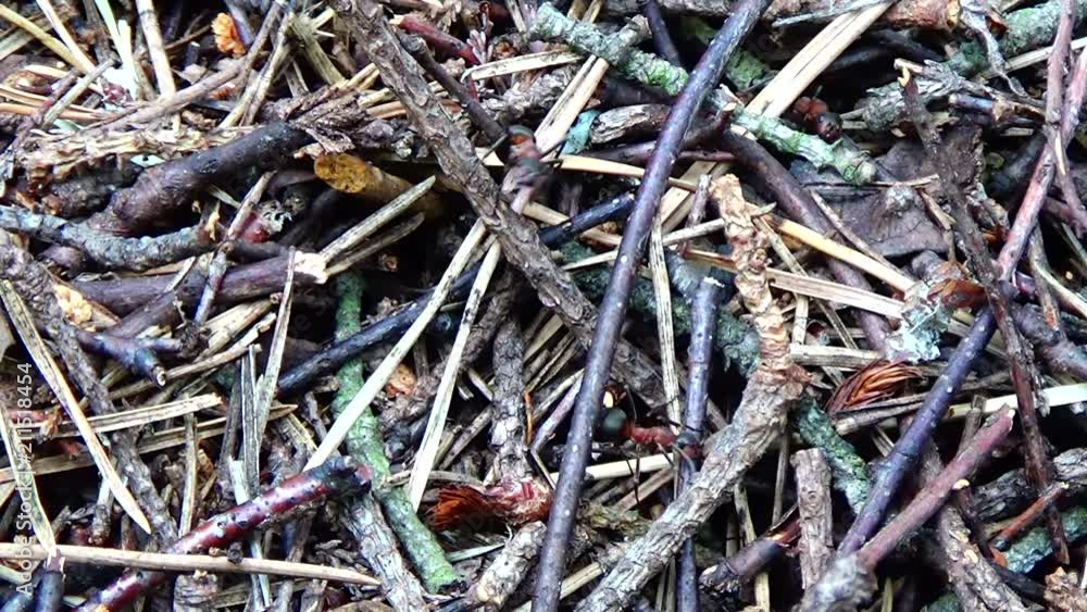 The ant builds its own dwelling, carrying a dry branch in an anthill. The ant builds its own dwelling, carrying a dry branch in an anthill.