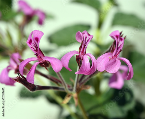 Fototapeta Naklejka Na Ścianę i Meble -  Kapland-Pelargonie, Umckaloabo, Pelargonium, reniforme,