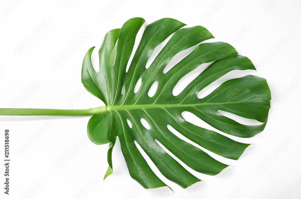 Tropical Monstera leaf on white background - obrazy, fototapety, plakaty 
