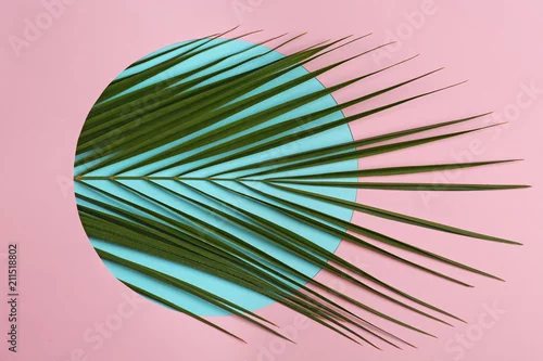 Obraz Piękny tropikalny liść na niebieskim kole i różowym tle