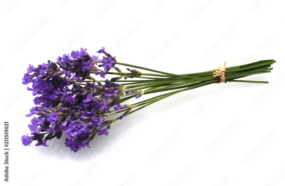 Fototapeta premium Lavendel, Lavendula, angustifolia, Heilpflanze