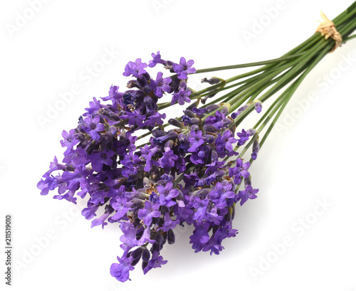 Fototapeta Naklejka Na Ścianę i Meble -  Lavendel, Lavendula, angustifolia, Heilpflanze