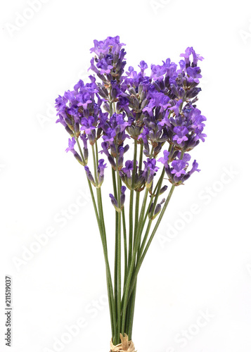 Fototapeta Naklejka Na Ścianę i Meble -  Lavendel, Lavendula, angustifolia, Heilpflanze