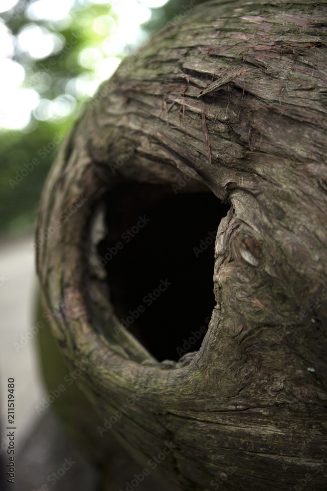 tronc d'arbre tronc d'arbre