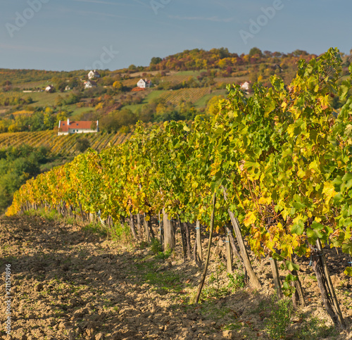 Nice vineyard in autumn