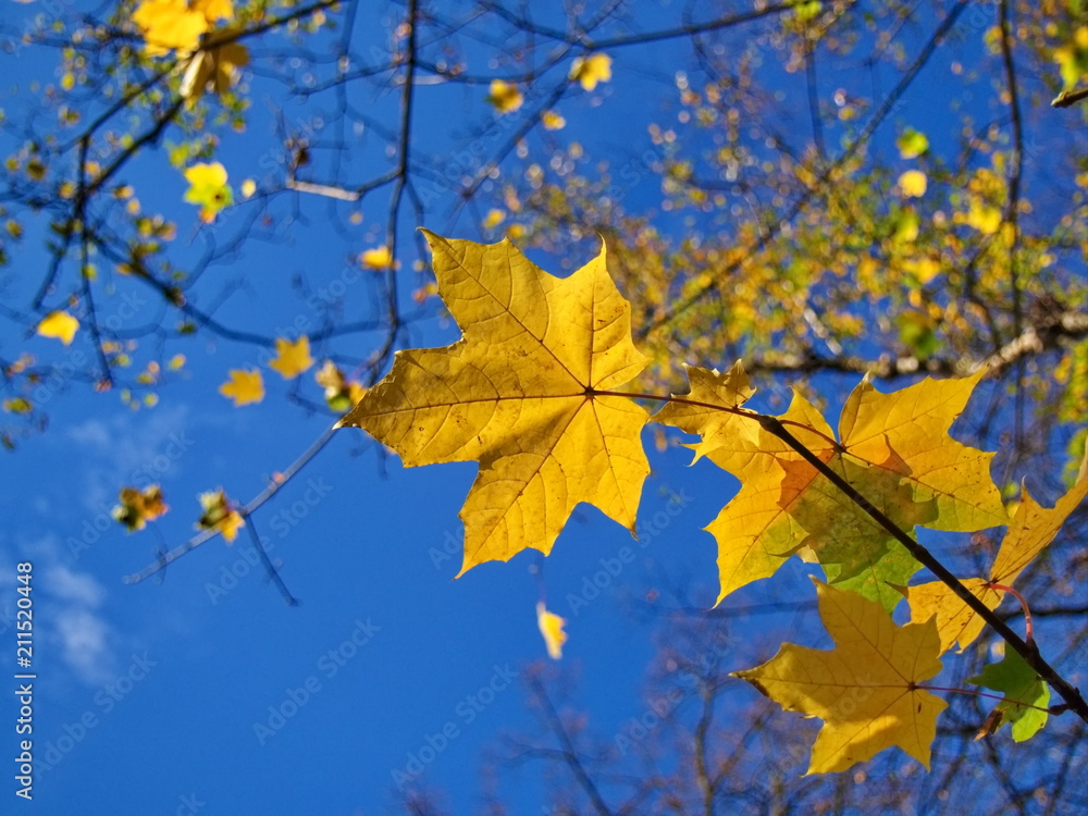 Sunny autumn day last yellow leaves hanging on tree branches Sunny autumn day last yellow leaves hanging on tree branches