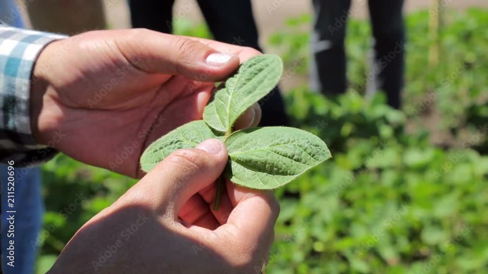 The farmer is holding soy and considering it