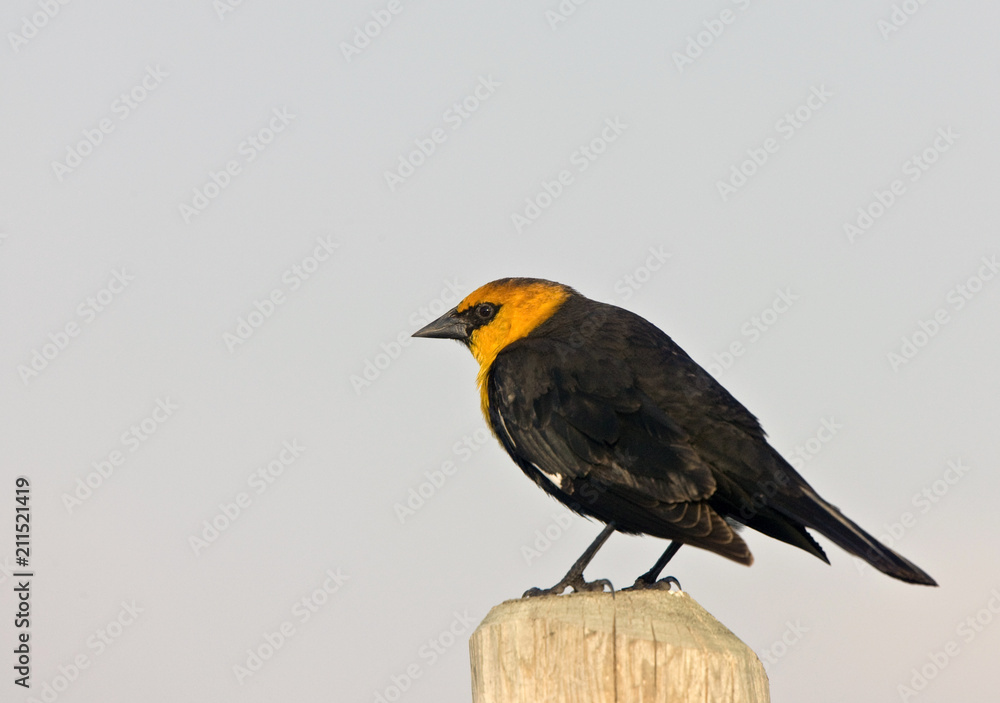 Fototapeta premium Yellow Headed Blackbird