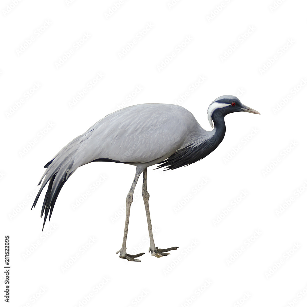 Demoiselle crane isolated on white background Demoiselle crane isolated on white background