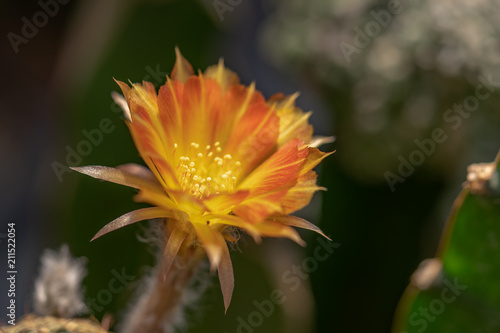 Beautiful blooming cactus flower. Macro closeup. Soft focus.