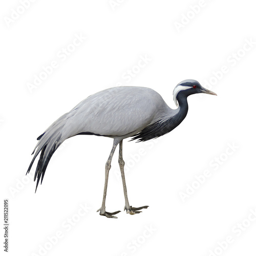 Demoiselle crane isolated on white background © Sumstock