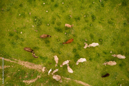Aerial view of mountain cows
