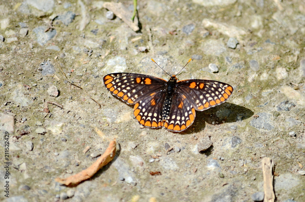 Baltimore Checkerspot Butterfly Baltimore Checkerspot Butterfly