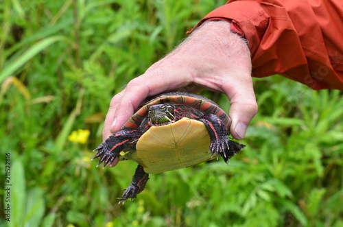 Eastern Painted Turtle, up close photo