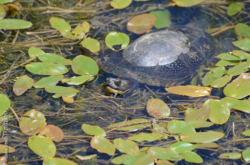 Blandings Turtle in swamp photo