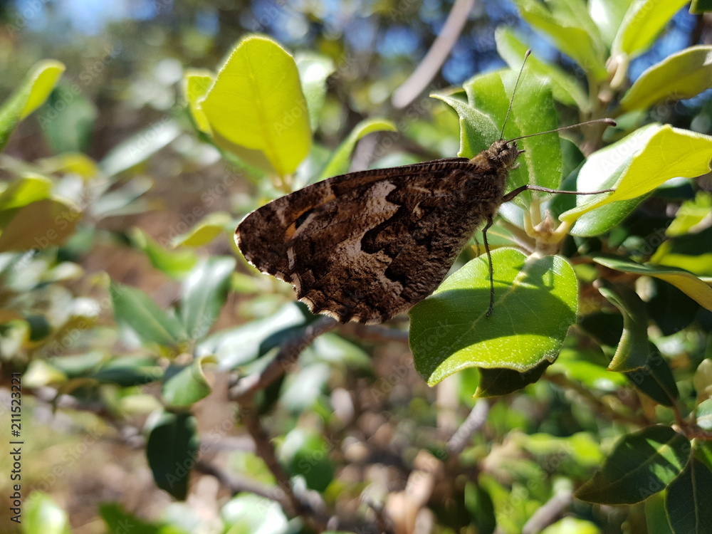 Fototapeta premium Farfalla