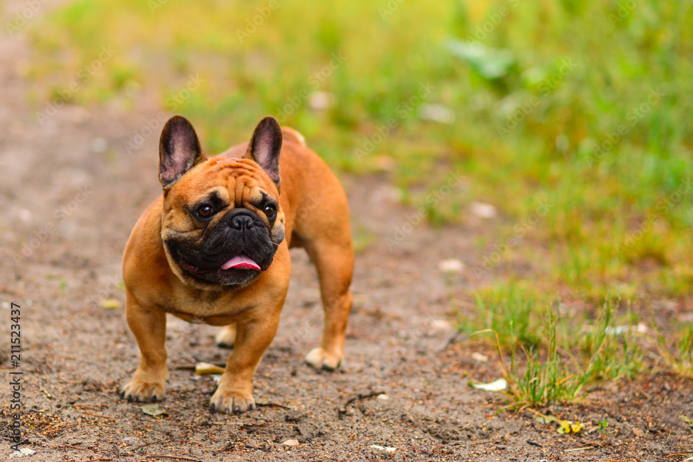 French bulldog on the grass, outdoor photo. Space for text or design. French bulldog on the grass, outdoor photo. Space for text or design.
