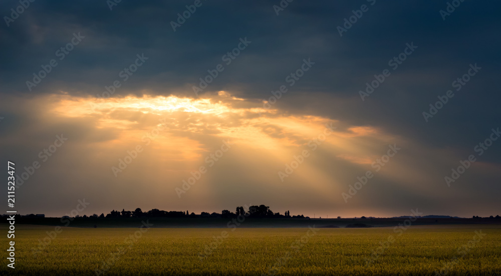 The rays of the sun above the wheat field in the morning during the sunrise. Dark clouds over the field at sunset_