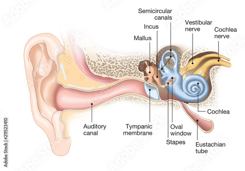 Foto Ear anatomy, medical illustration with caption