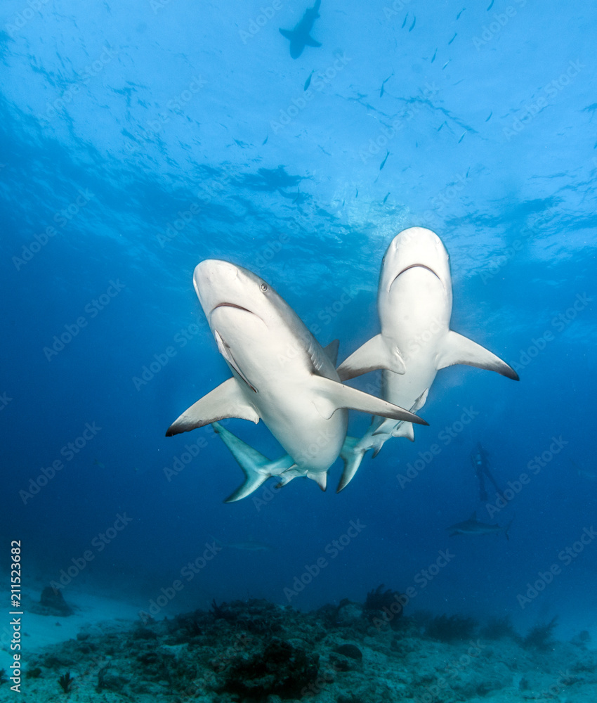 Fototapeta premium Caribbean reef shark