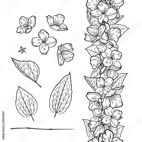 Vector set of outline jasmine elements. Decorative seamless border with jasmine flowers and leaves. Black and white.