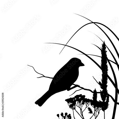 Silhouette of a sparrow sitting on a branch in the grass isolated on white background. Bird. 