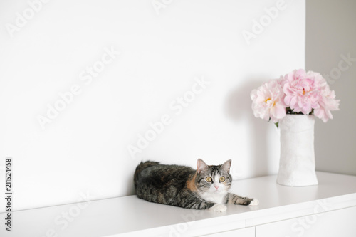 Angle of white and gray walls in room. On dresser stands white vase with pink flowers blooming peonies and cat.