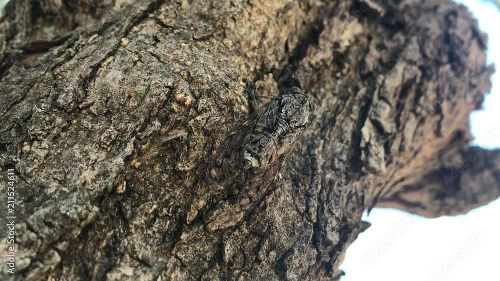 Cricket on pine tree Cricket on pine tree
