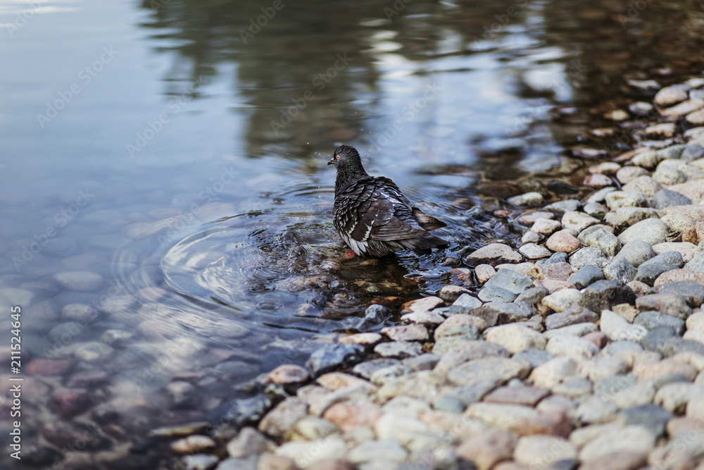 dove swimming in a pond dove swimming in a pond
