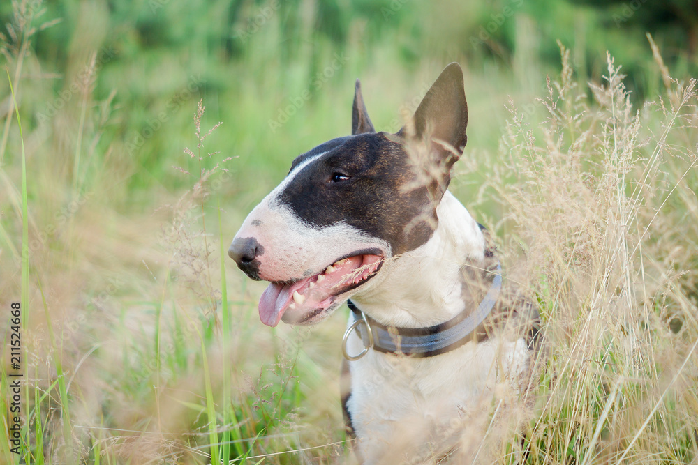 Portrait of a dog bull terrier in a summer field