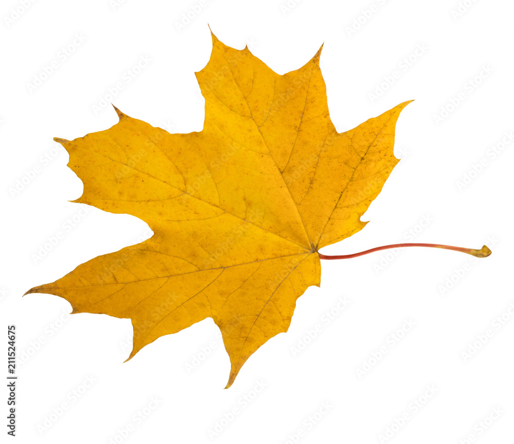 yellow and co-autumn leaves on a white background yellow and co-autumn leaves on a white background