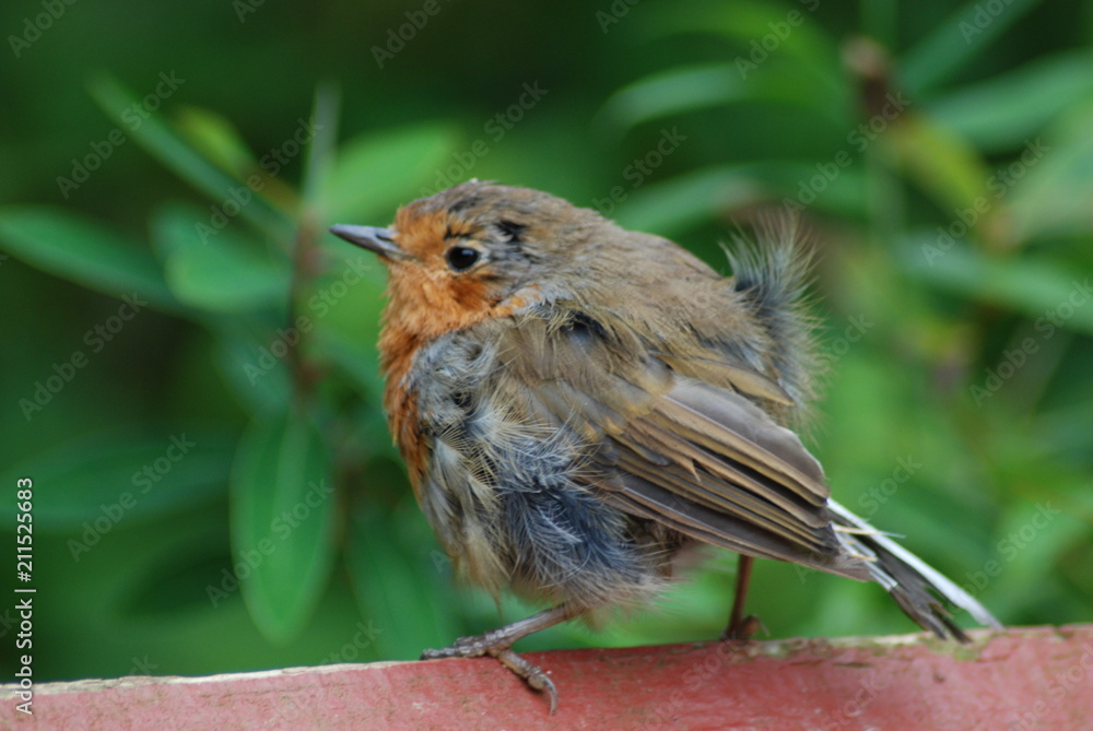 Fototapeta premium robin