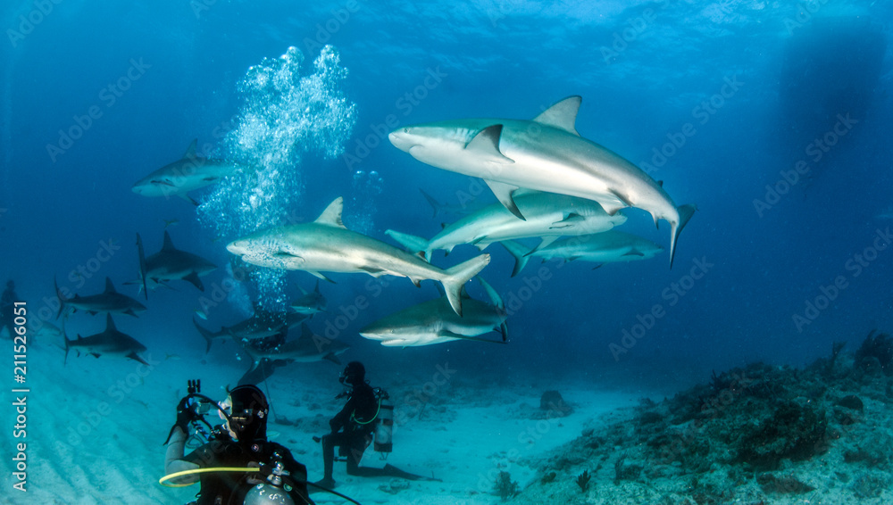Obraz premium Caribbean reef sharks