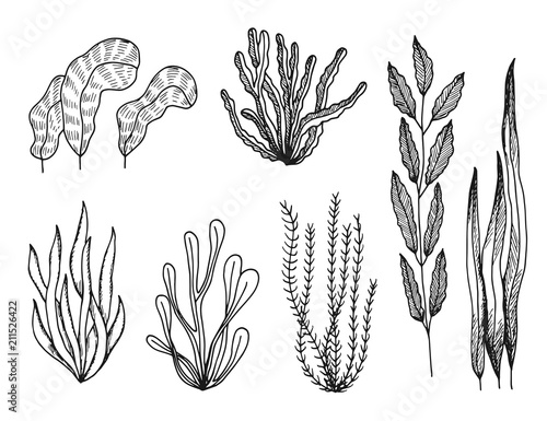 algae set of sketches vector drawings isolated
