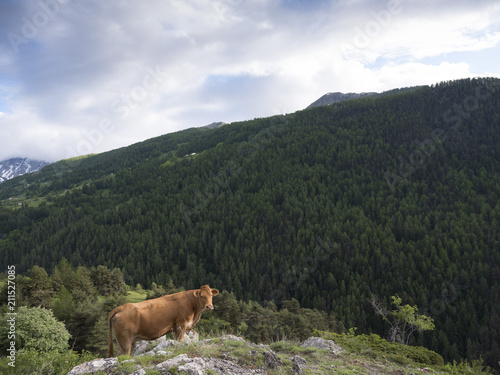 limousin cow in mountains near guillestre in french haute provence