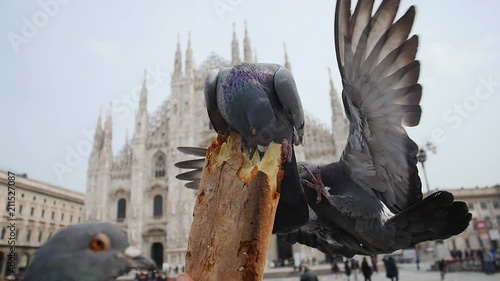 Pigeons eat bread on the Duomo Cathedral Milan photo