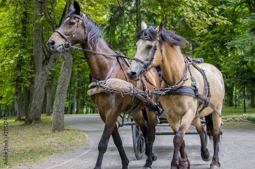 Group of two young horses in a harness with a cart