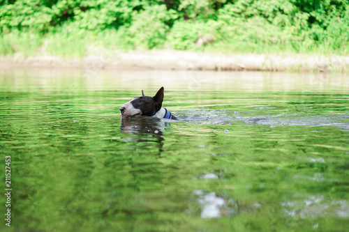Fotografie Dog Bull Terrier floats in green water