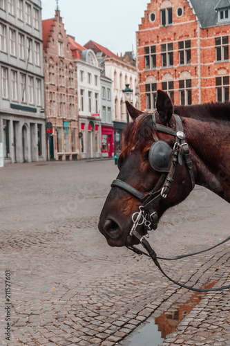 horse against the backdrop of a brugge street early in the morning