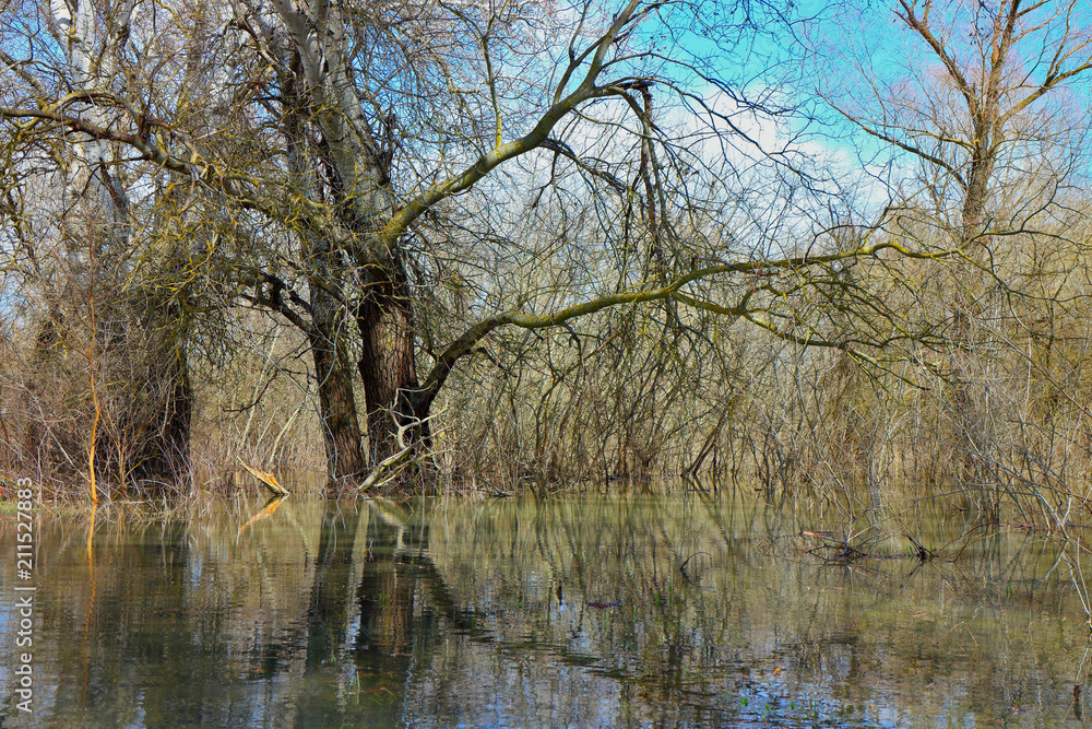 Trees (tree trunks) standing in high water of Danube river during a spring floods on a calm day. Reflection of tree trunks in water Trees (tree trunks) standing in high water of Danube river during a spring floods on a calm day. Reflection of tree trunks in water