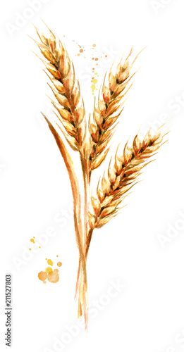 Ears of wheat. Watercolor hand drawn vertical illustration, isolated on white background