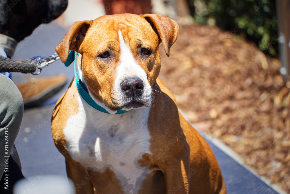 American staffordshire terrier dog between crowd of people American staffordshire terrier dog between crowd of people