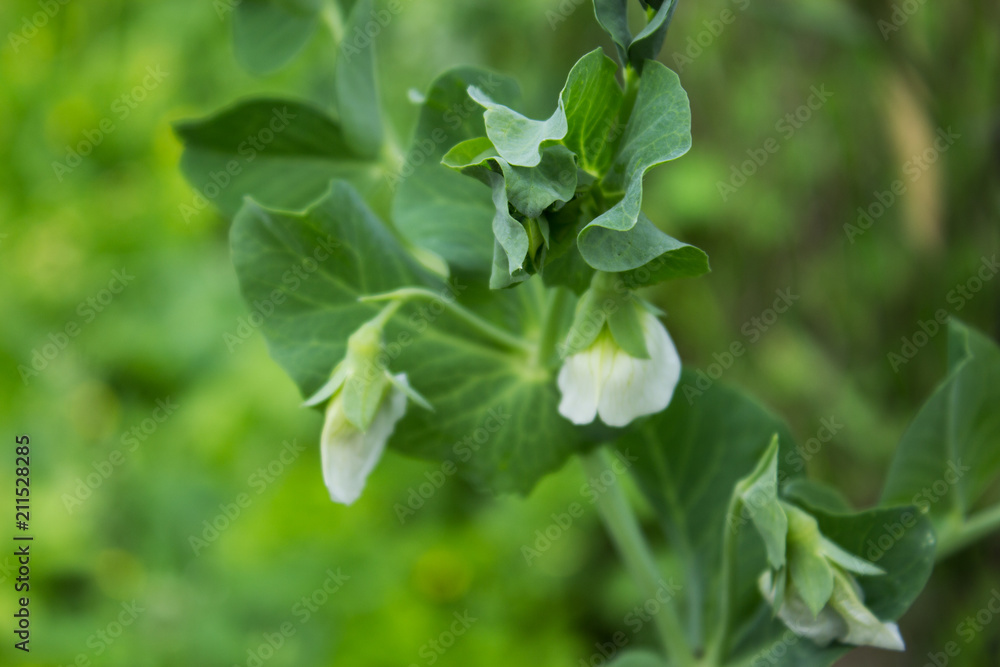 Natural summer background. Flowers and stems of green peas in the garden. Selective focus. Natural summer background. Flowers and stems of green peas in the garden. Selective focus.