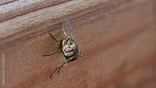 Fliege auf Holzwand im Querformat umrahmt von unscharfem Hintergrund
