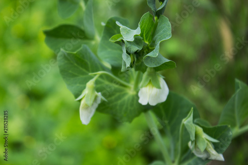 Natural summer background. Flowers and stems of green peas in the garden. Selective focus. ©  Iryna	