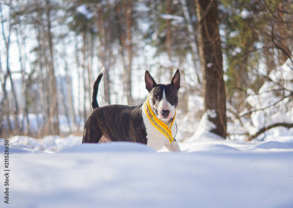 Dog Bull Terrier in the yellow collar in the winter in the snow Dog Bull Terrier in the yellow collar in the winter in the snow